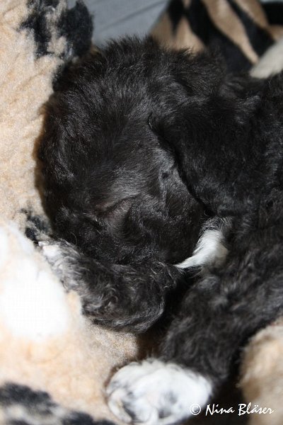 Rüde 2009-06-14 (26).JPG